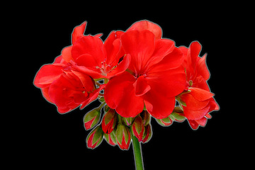 Geranium