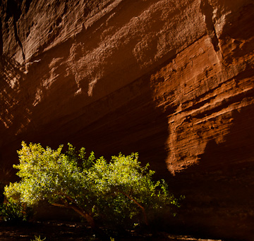 © 2010 Roger Sobin.  All Rights Reserved.  Barefoot Contessa Photo Adventures' Canyon de Chelly & Navajoland photo workshop