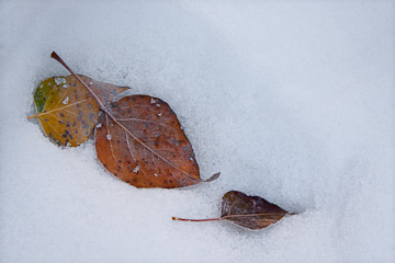 © 2010 Christine Olejniczak.  All Rights Reserved.  From Barefoot Contessa Photo Adventures' Yosemite National Park alumni photo workshop