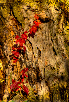 © 2010 Giuseppe Tarnero.  All Rights Reserved.  From Barefoot Contessa Photo Adventures' New England Fall Foliage photo workshop