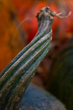 © 2010 Stephen Rack.  All Rights Reserved.  From Barefoot Contessa Photo Adventures' New England Fall Foliage photo workshop