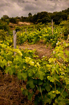 © 2010 Margo Taussig Pinkerton.  All Rights Reserved.  From Barefoot Contessa Photo Adventures' Sicily, Crossroads of the Med photo workshop