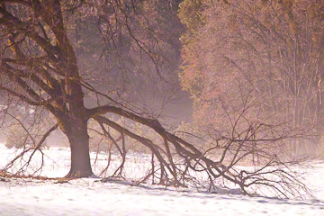 © 2010 Margo Taussig Pinkerton.  All Rights Reserved.  From Barefoot Contessa Photo Adventures' Yosemite National Park photo workshop