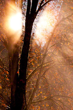 © 2010 Margo Taussig Pinkerton.  All Rights Reserved.  From Barefoot Contessa Photo Adventures' Yosemite National Park photo workshop