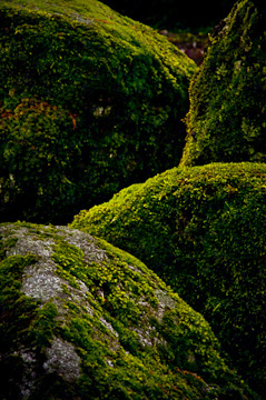 © 2010 Margo Taussig Pinkerton.  All Rights Reserved.  From Barefoot Contessa Photo Adventures' Yosemite National Park photo workshop