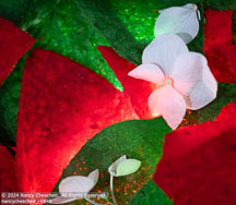 Online 2022 | Student Photos