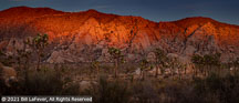 Joshua Tree | Student Photos