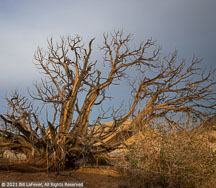 Joshua Tree | Student Photos