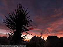 Joshua Tree | Student Photos