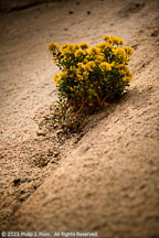 Joshua Tree | Student Photos