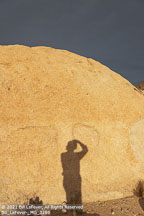 Joshua Tree | Student Candids