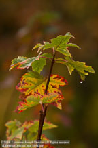 New England Fall | Student Photos