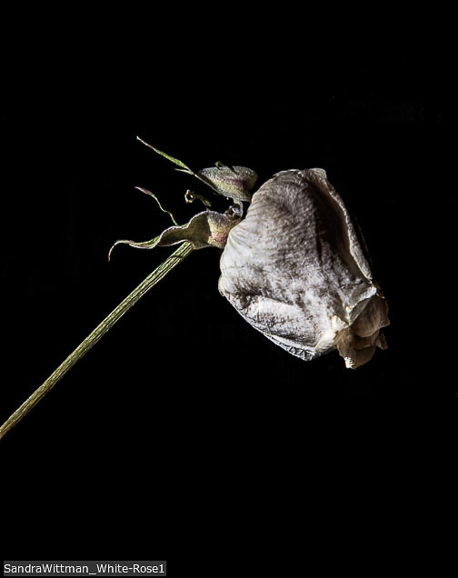 Online 2021 | Student Photos