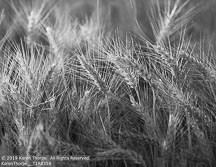 Palouse | Student Photos